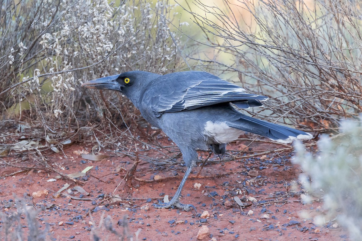 Gray Currawong - ML617571303