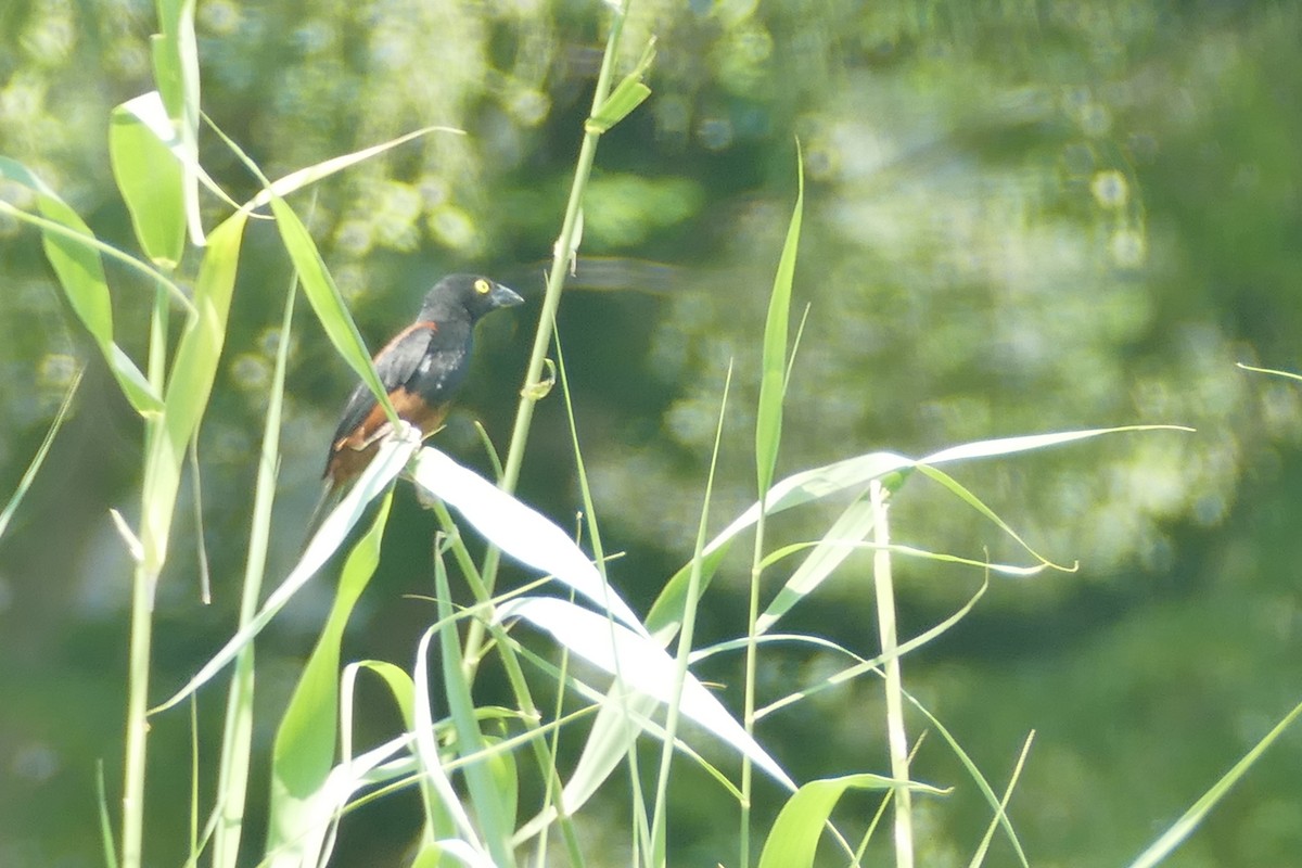 Chestnut-and-black Weaver - Simon Priestnall