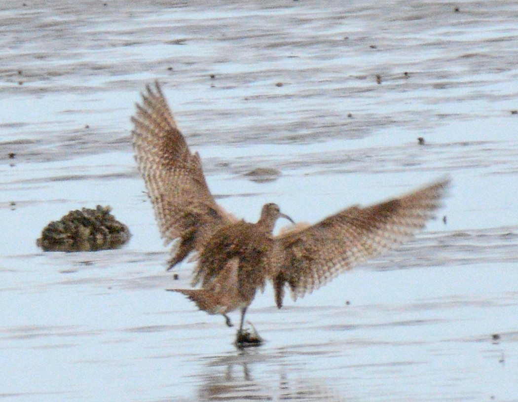 Whimbrel - ML617571363