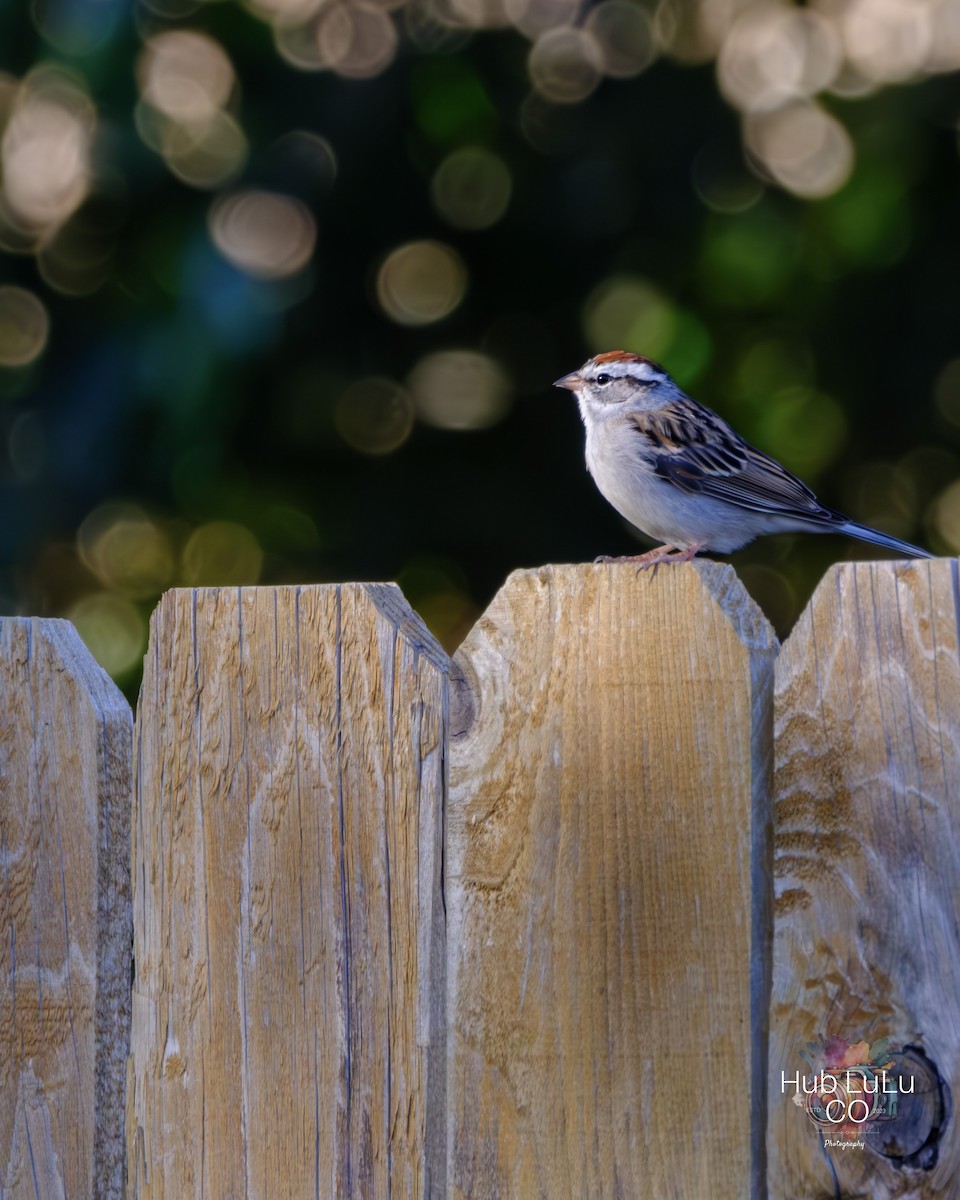 Carolina Wren - ML617571384