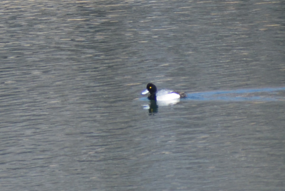 Greater Scaup - ML617571452