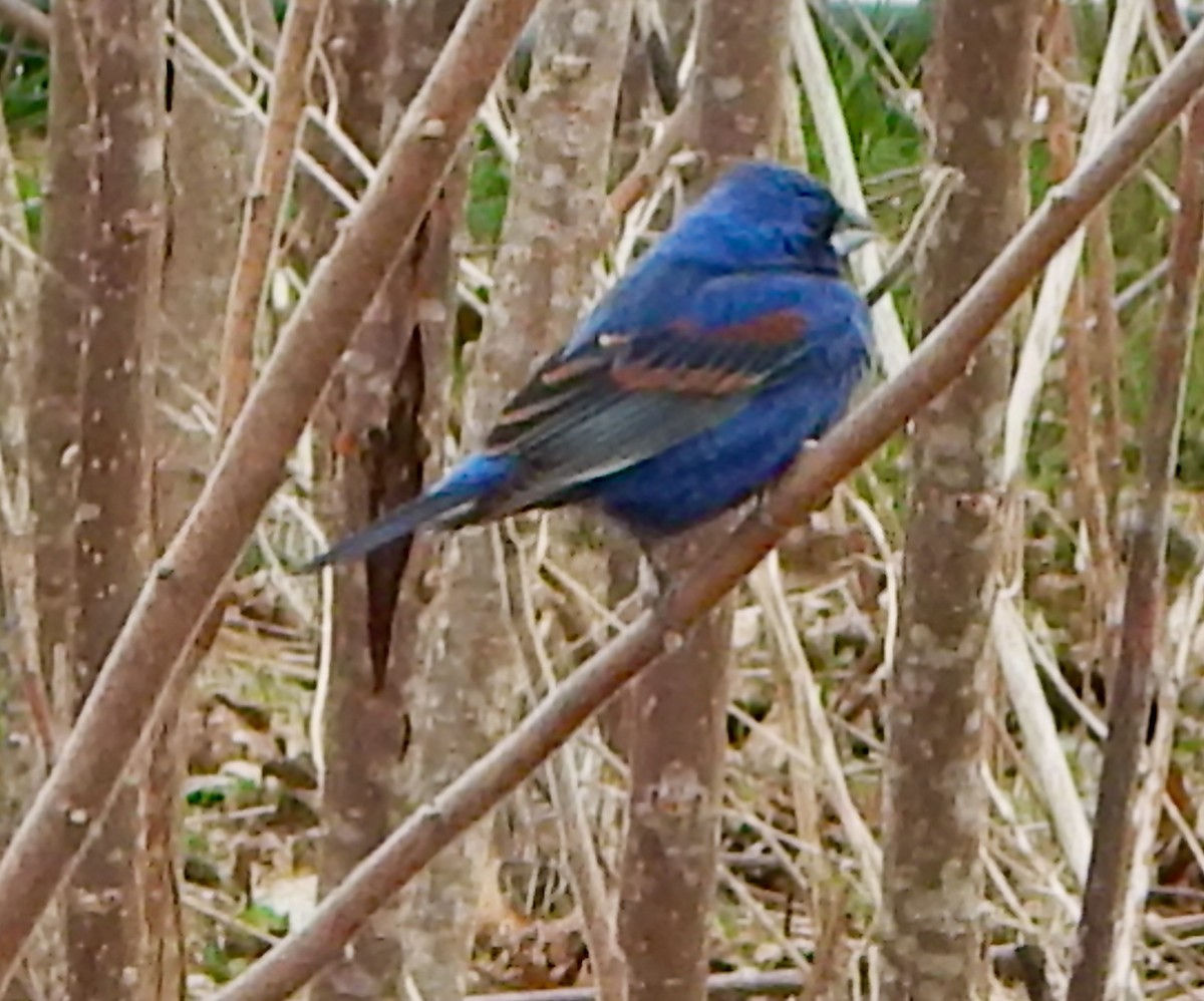 Blue Grosbeak - Mike McCarthy