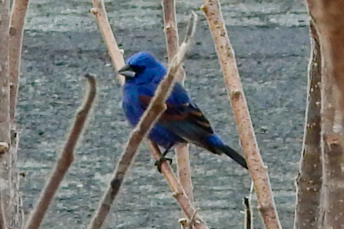 Blue Grosbeak - Mike McCarthy