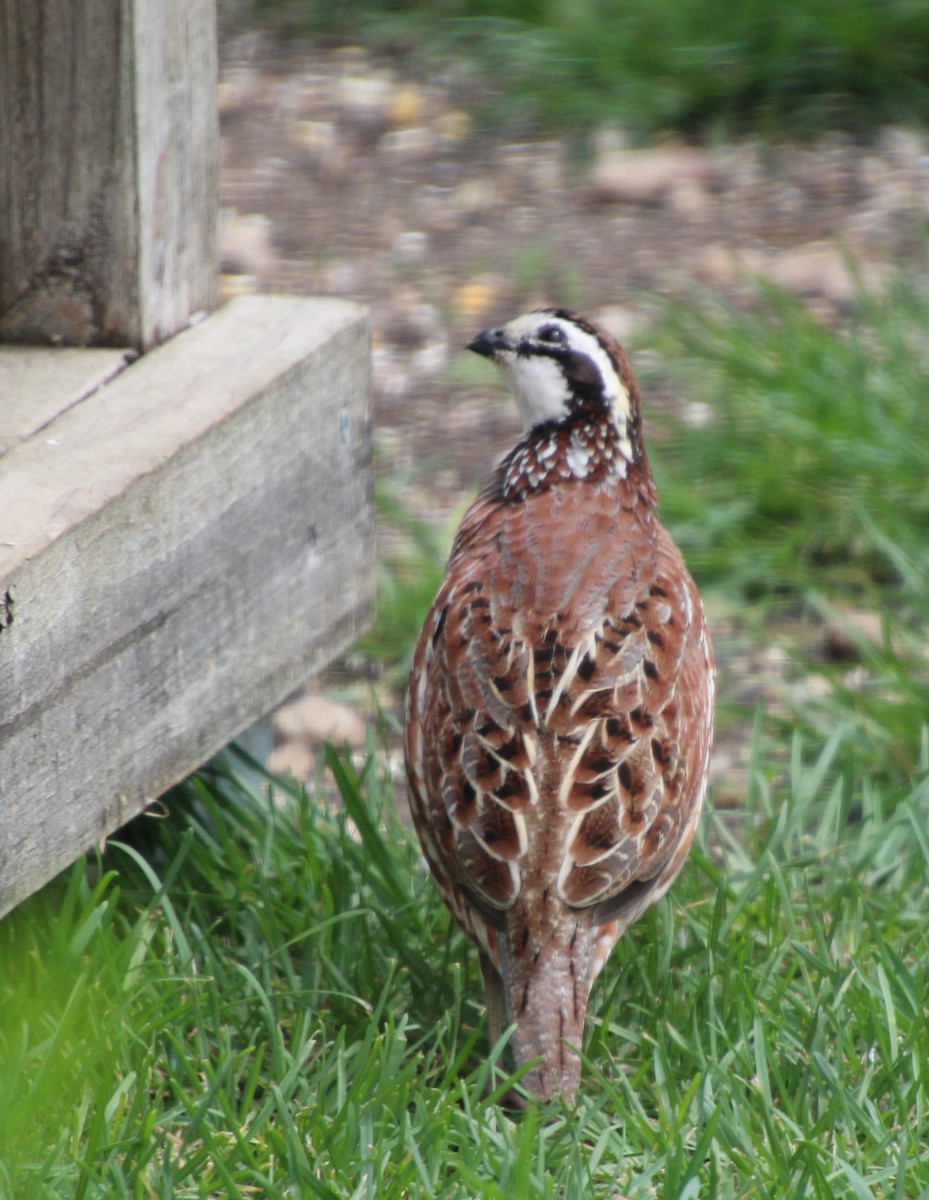 Northern Bobwhite - ML617571525