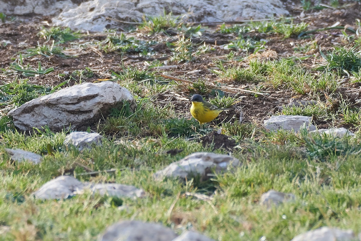 Western Yellow Wagtail (thunbergi) - ML617571567