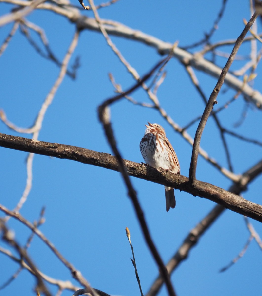 Fox Sparrow - André Dionne