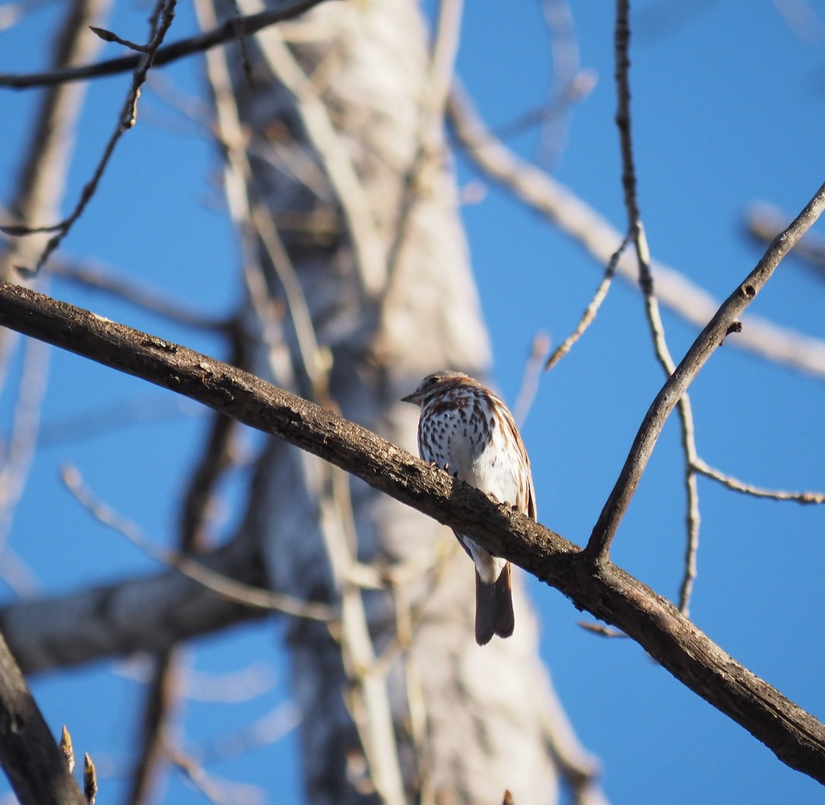 Fox Sparrow - André Dionne