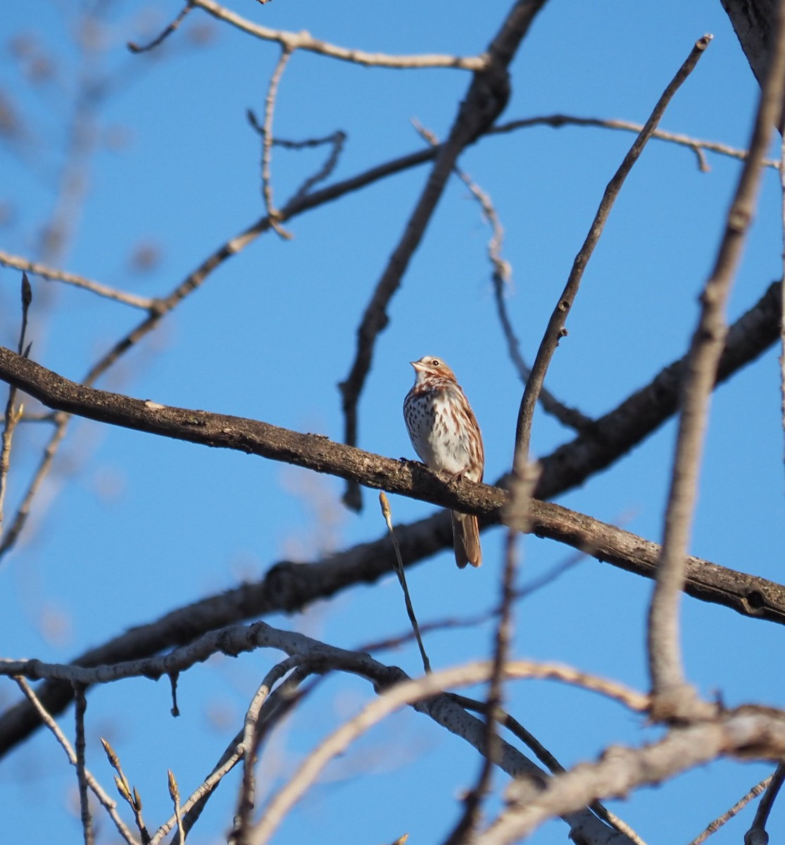 Fox Sparrow - André Dionne