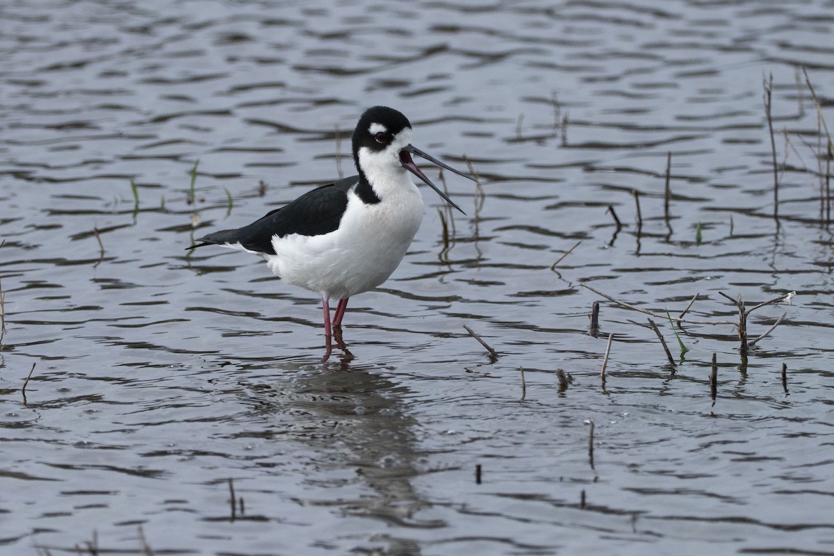 Black-necked Stilt - ML617571675