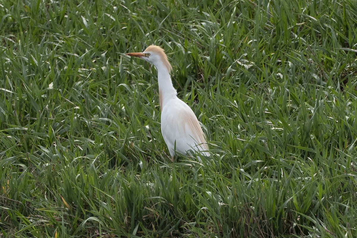 Western Cattle Egret - ML617571686