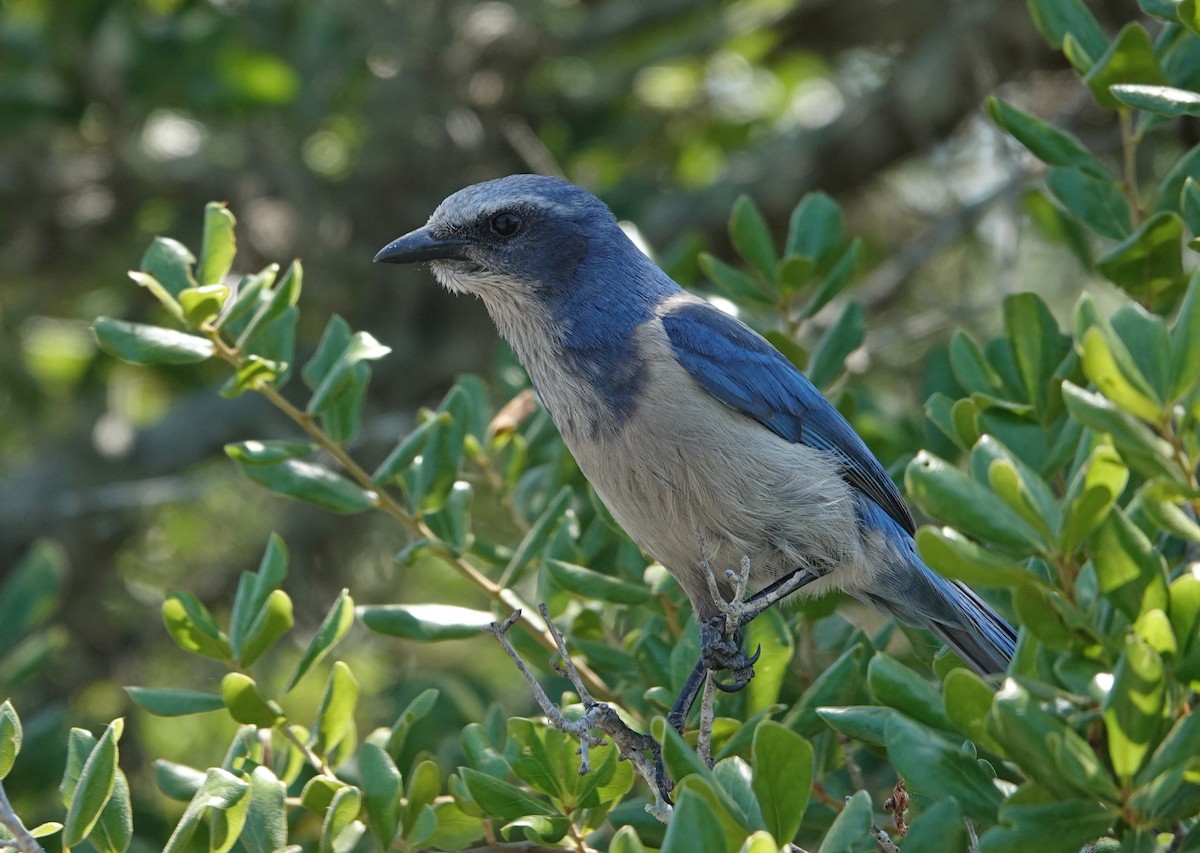 Florida Scrub-Jay - ML617571725