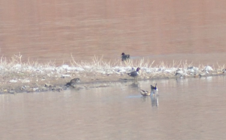 Green-winged Teal (American) - ML617571731
