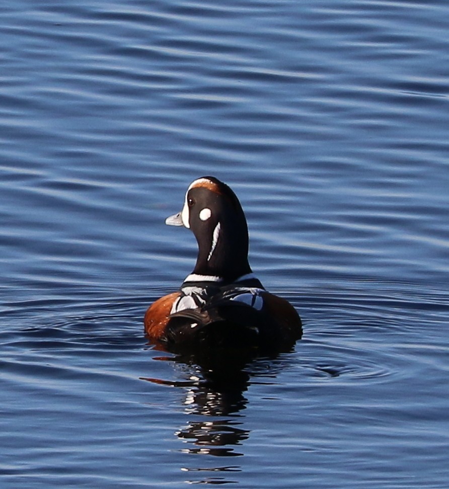 Harlequin Duck - ML617571770