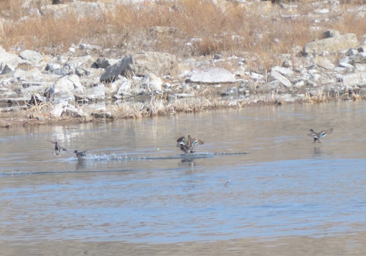Green-winged Teal (American) - ML617571778