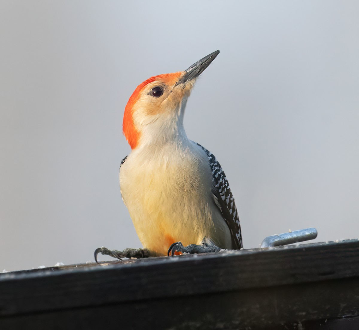 Red-bellied Woodpecker - ML617571789