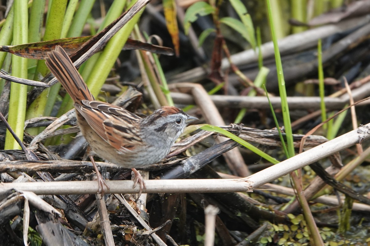 Swamp Sparrow - ML617571791