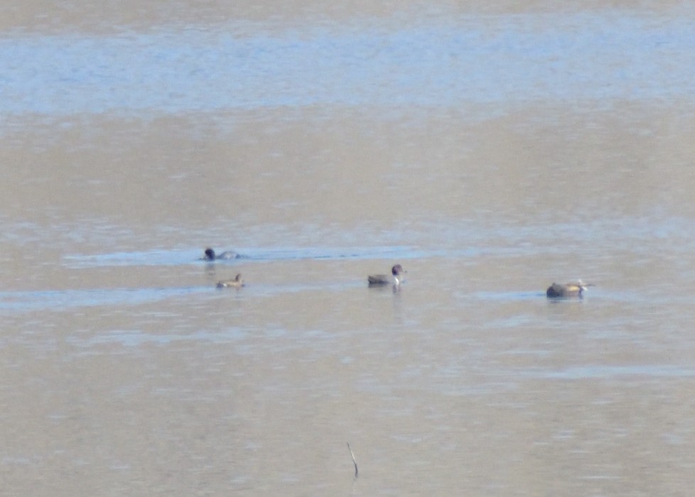Green-winged Teal (American) - ML617571807