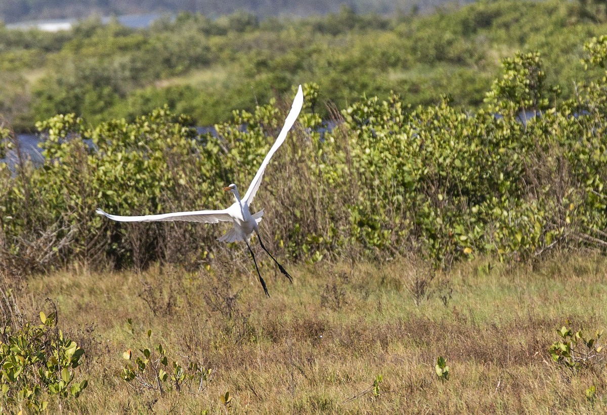 Great Egret - ML617571828