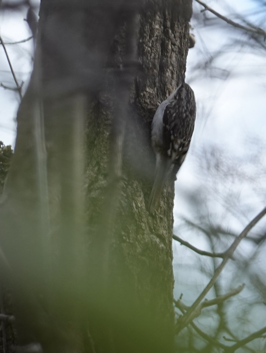 Brown Creeper - ML617571835