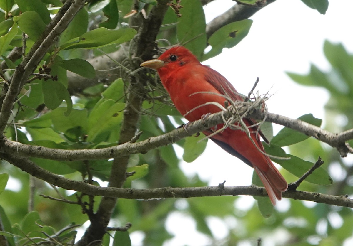 Summer Tanager - ML617571851