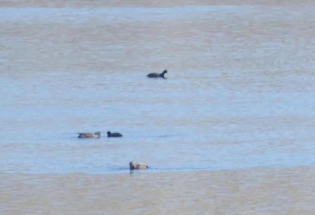 American Coot (Red-shielded) - ML617571872