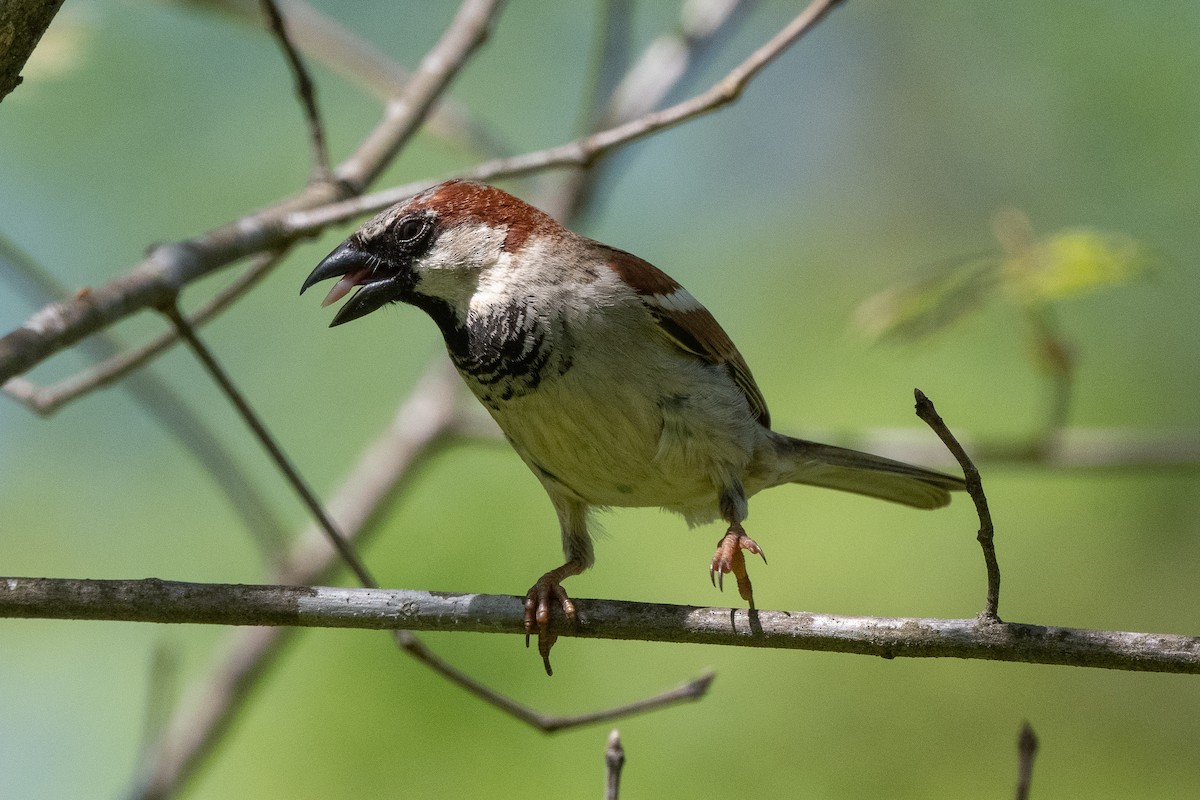 House Sparrow - ML617571890