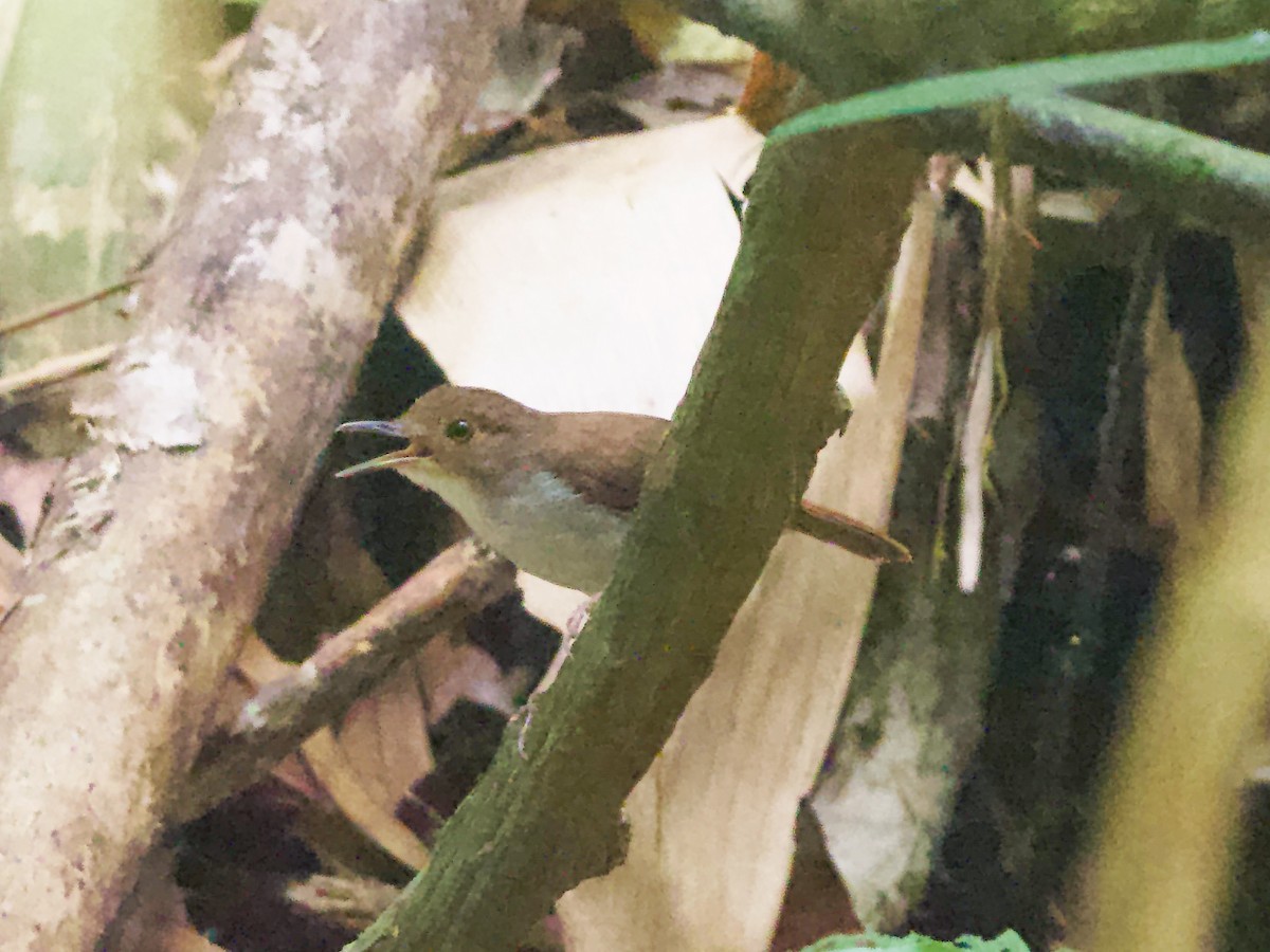 White-chested Babbler - ML617571898