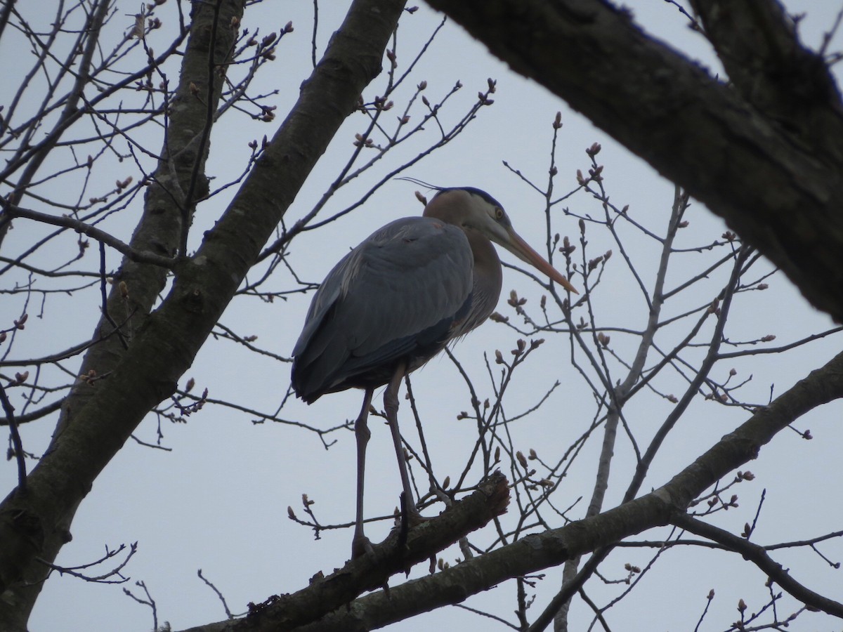 Great Blue Heron (Great Blue) - Deb Caron