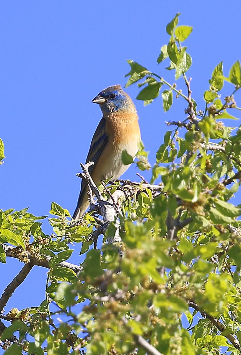 Lazuli Bunting - ML617571955