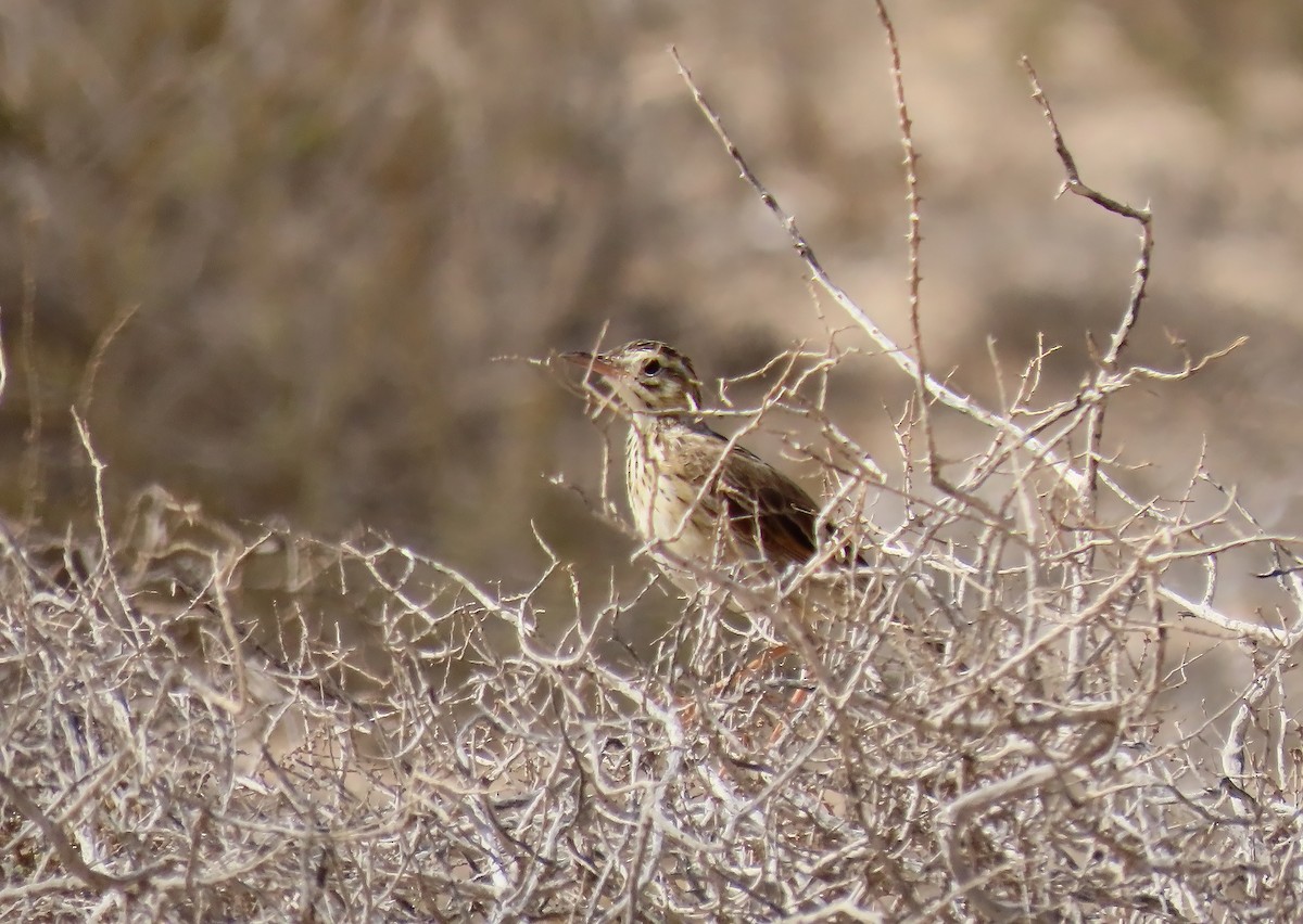 Richard's Pipit - ML617571973