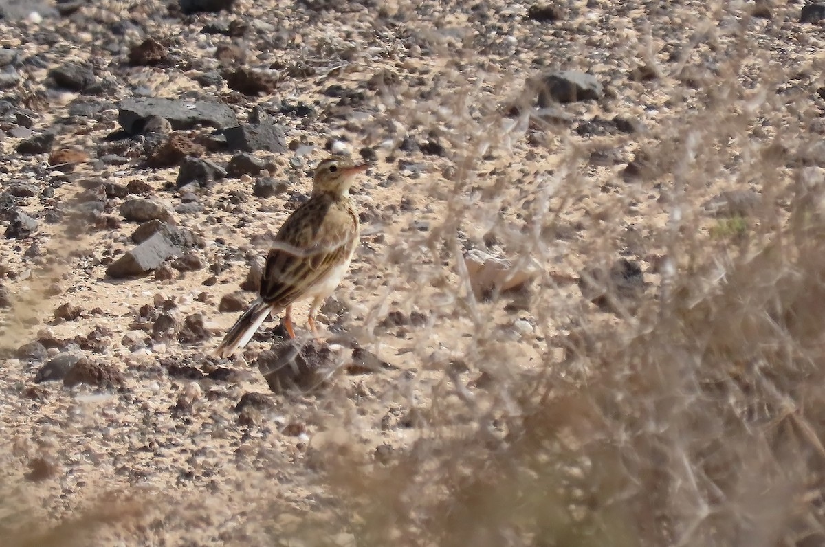 Richard's Pipit - ML617571979