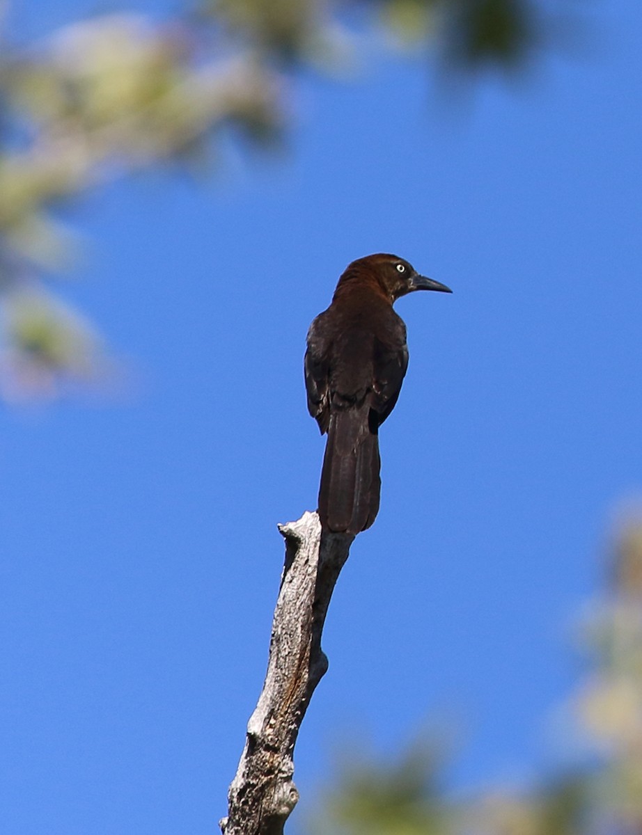 Great-tailed Grackle - ML617571987