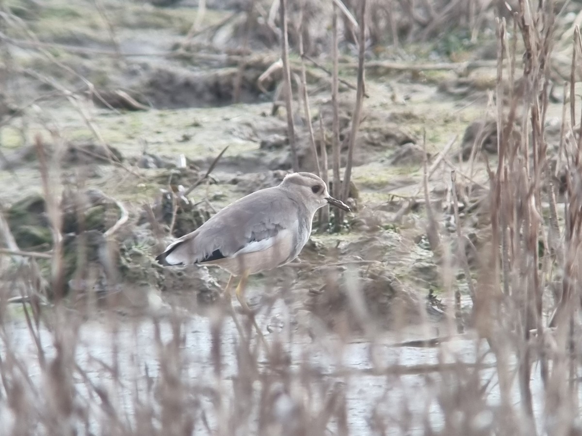 White-tailed Lapwing - ML617572029