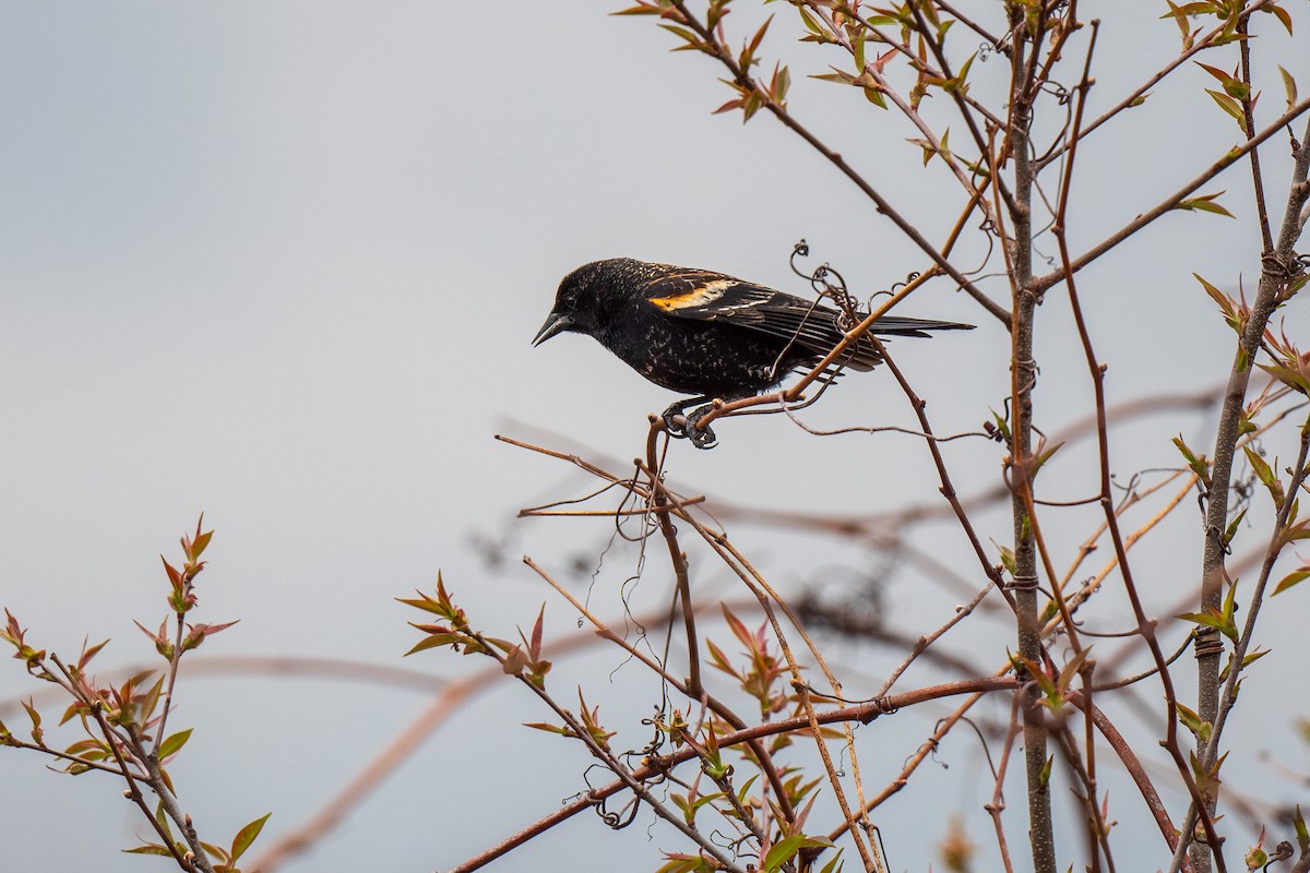 Red-winged Blackbird - ML617572160