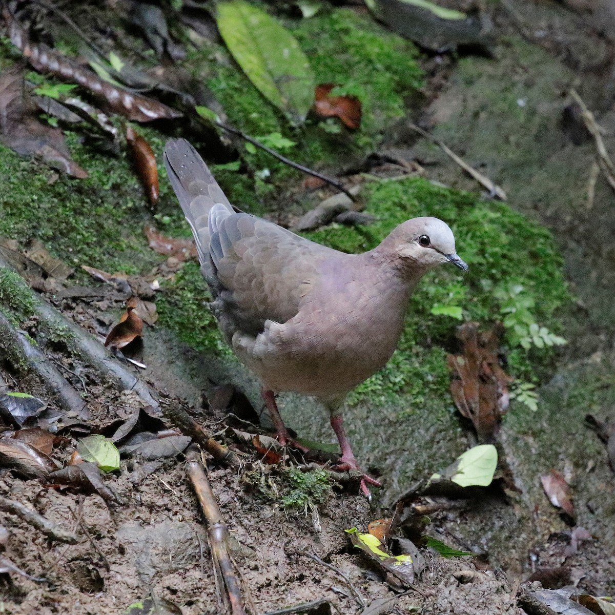 Colombe à front gris - ML617572164