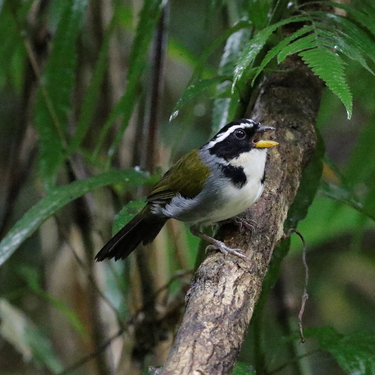 Half-collared Sparrow - ML617572241