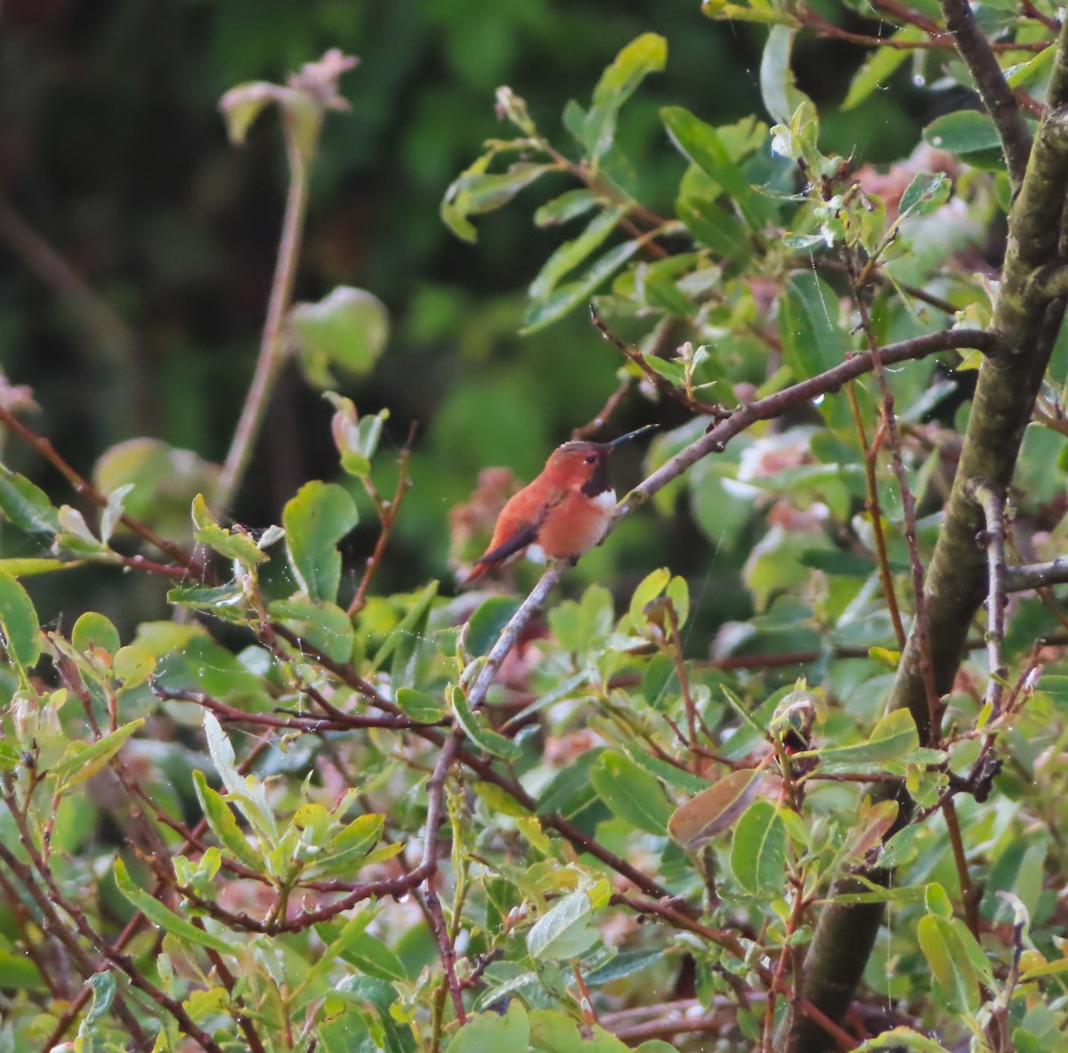 Rufous Hummingbird - ML617572243