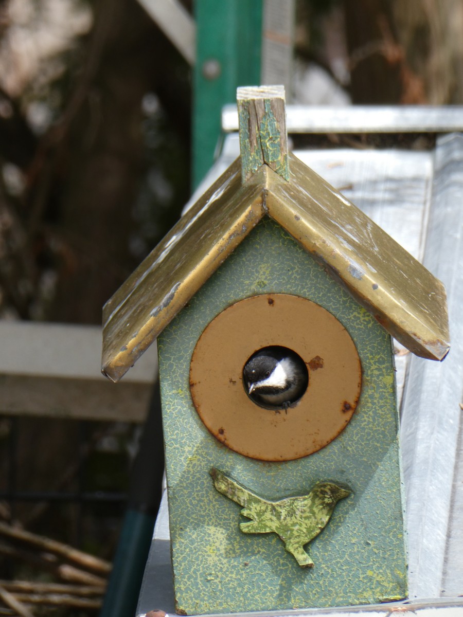 Black-capped Chickadee - ML617572267