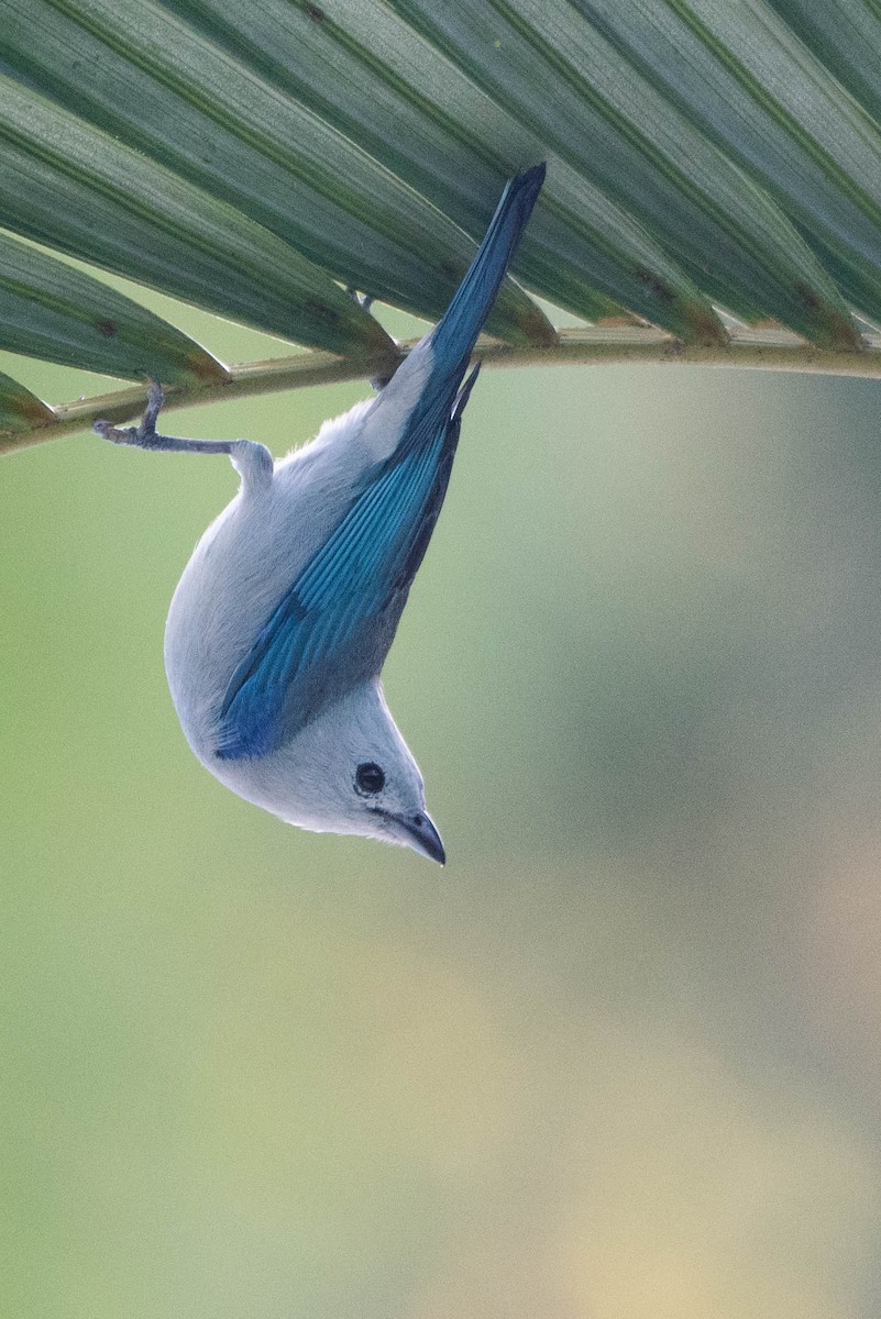 Blue-gray Tanager - Andrea Heine