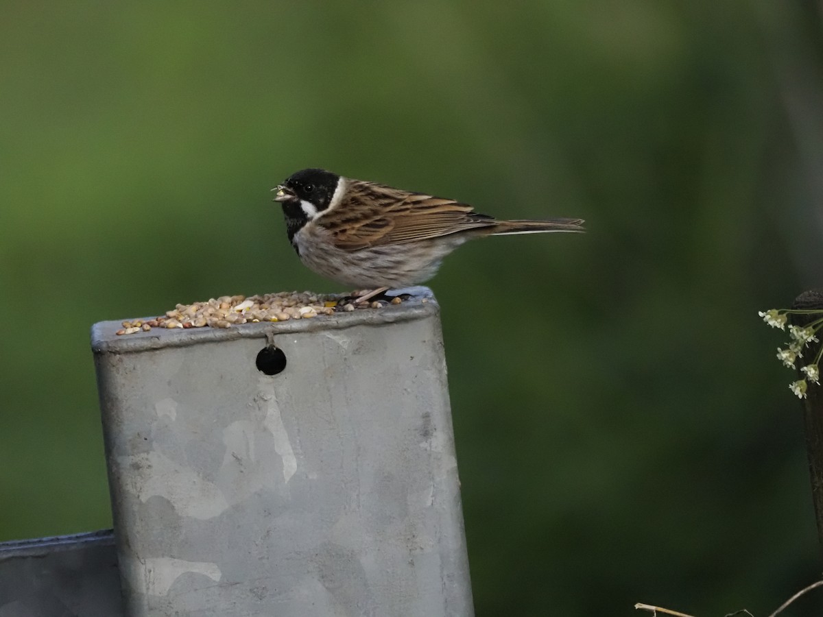 Reed Bunting - Colin Smith
