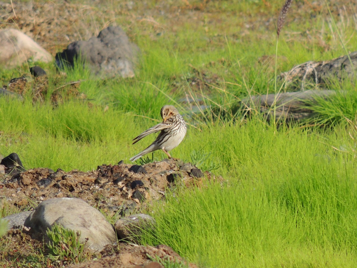 Red-throated Pipit - ML617572314