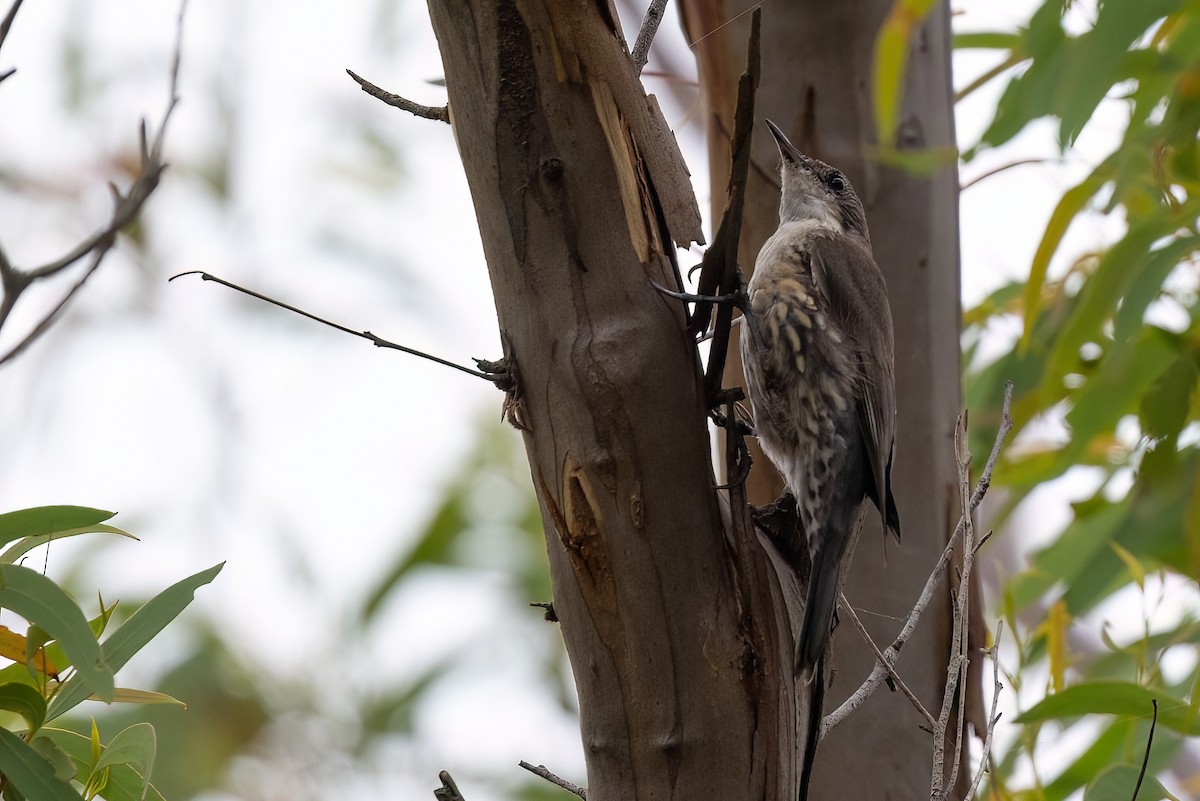 White-throated Treecreeper (White-throated) - ML617572374