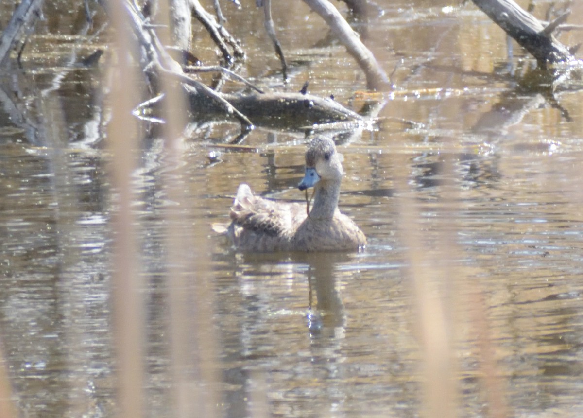 American Wigeon - ML617572456