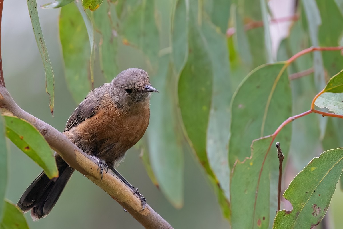 Rockwarbler - Jaap Velden