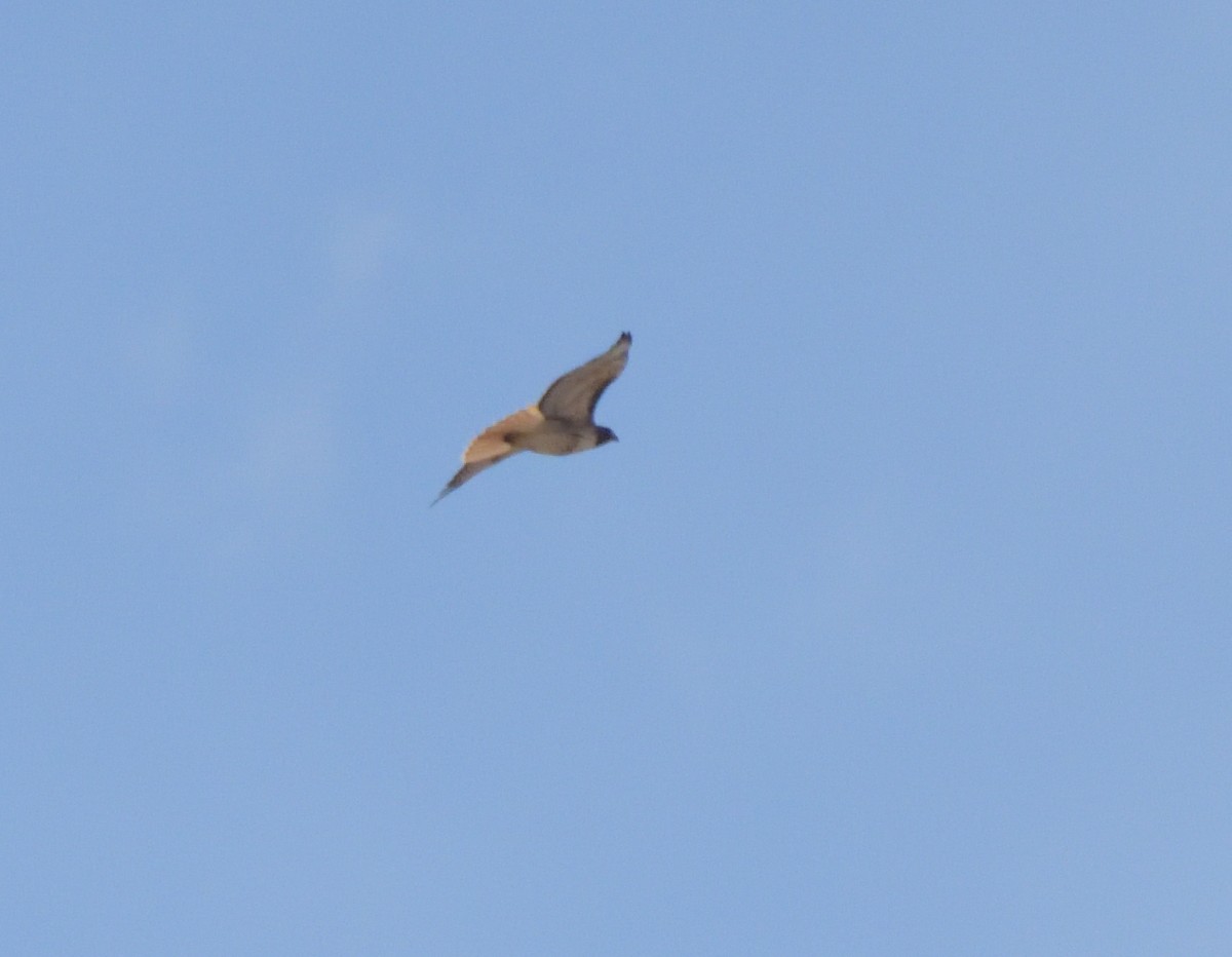 Zapelatz buztangorria - ML617572471
