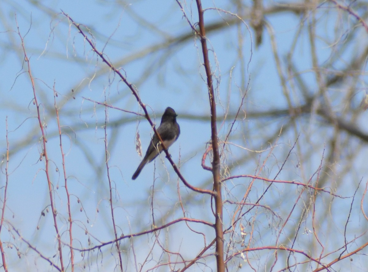 Black Phoebe - ML617572480