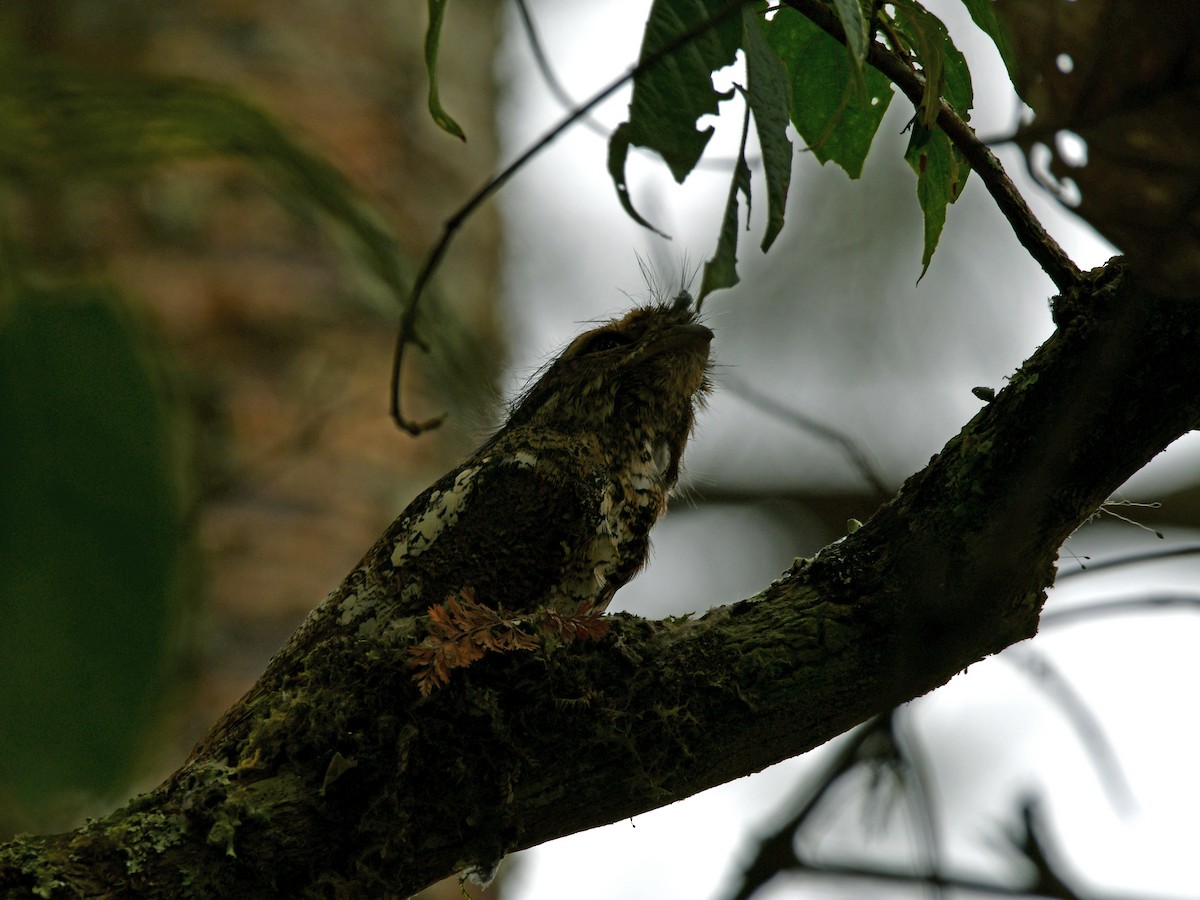 Hodgson's Frogmouth - ML617572495