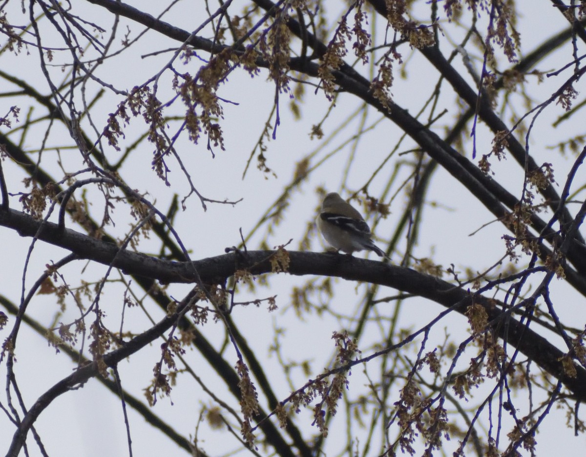 American Goldfinch - ML617572499