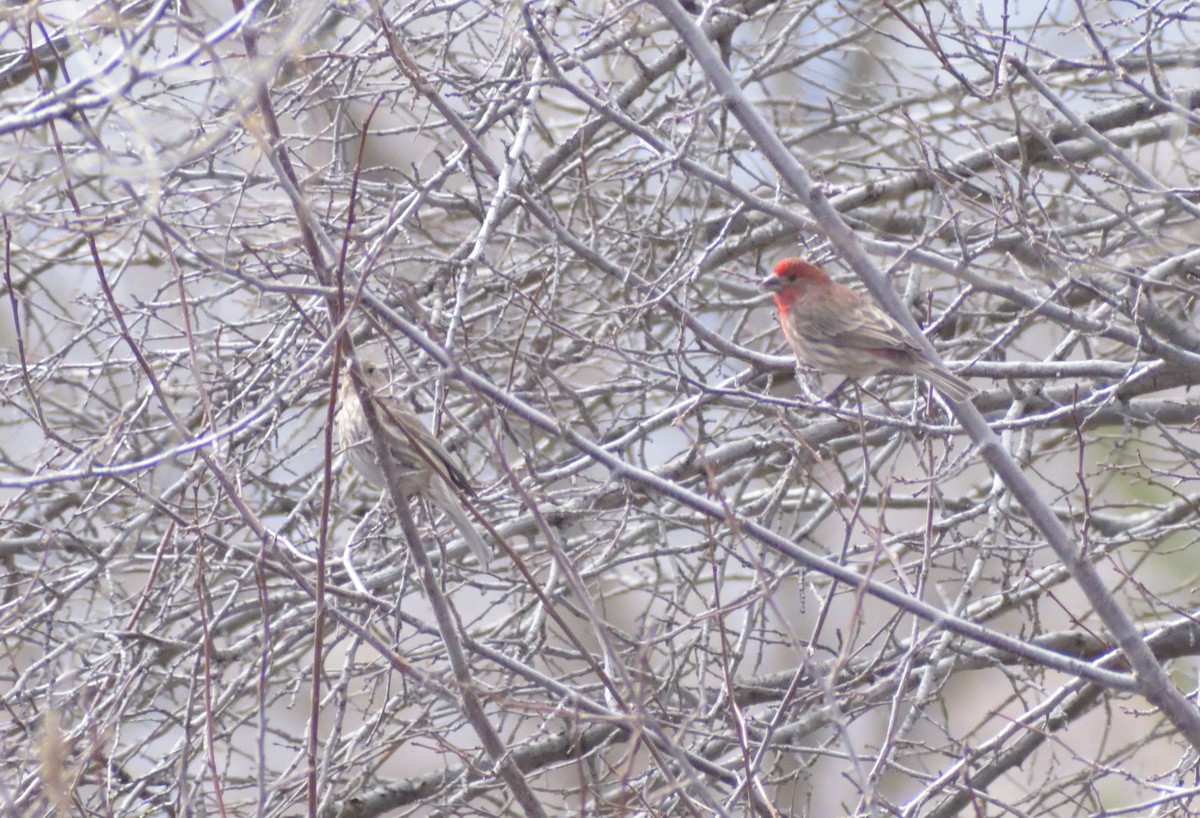 House Finch - ML617572502