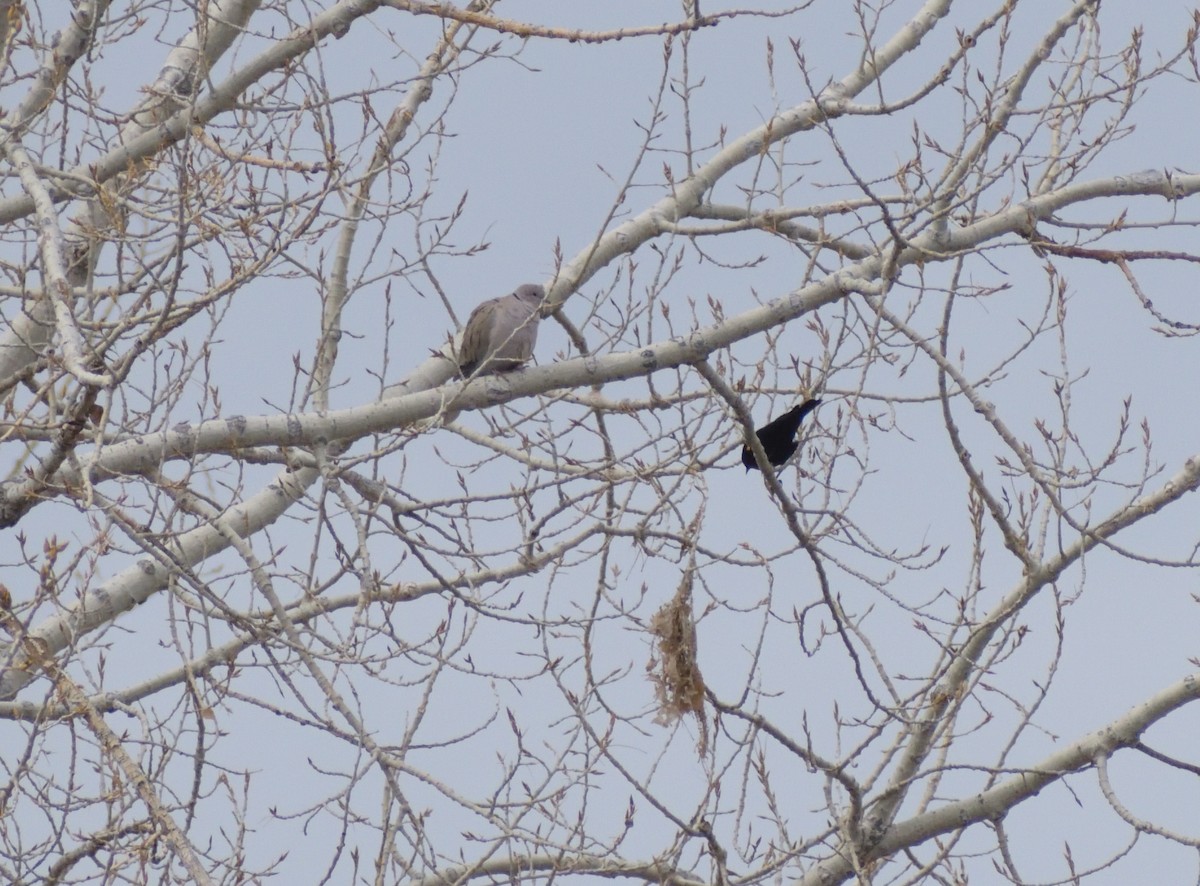 Eurasian Collared-Dove - ML617572508